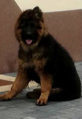 Owczarek niemiecki dlugowlosy mocnej budowy szczeniak