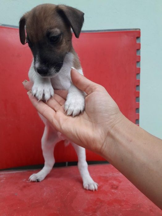 Best of the Best Fox Terrier