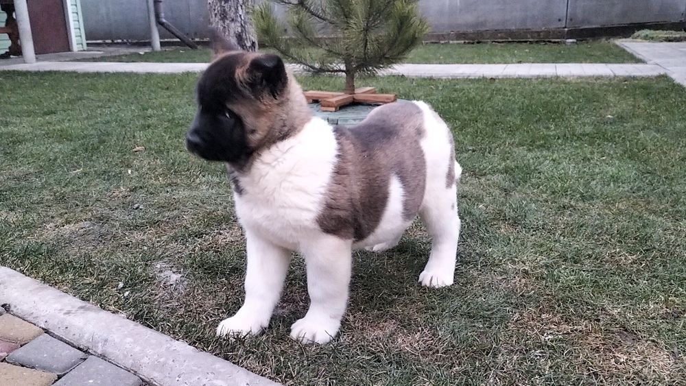 Акіти Американські