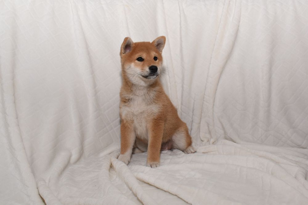 Czerwona suczka Shiba Inu FCI ZKwP gotowa do odbioru