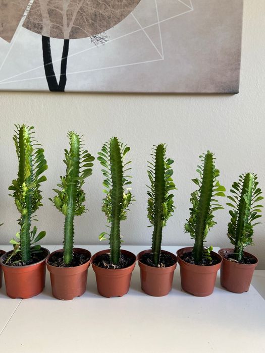 Wilczomlecz trójżebrowy, kaktus, sukulent