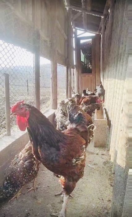 яйця кури курчата ціплята