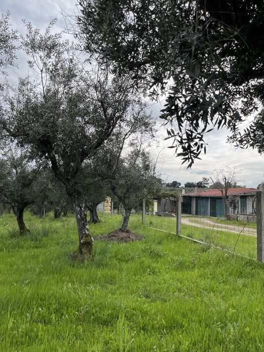 Terreno Castelo Branco