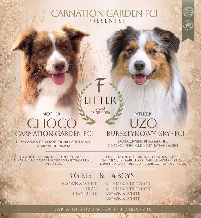 Border Collie FCI/ZKwP