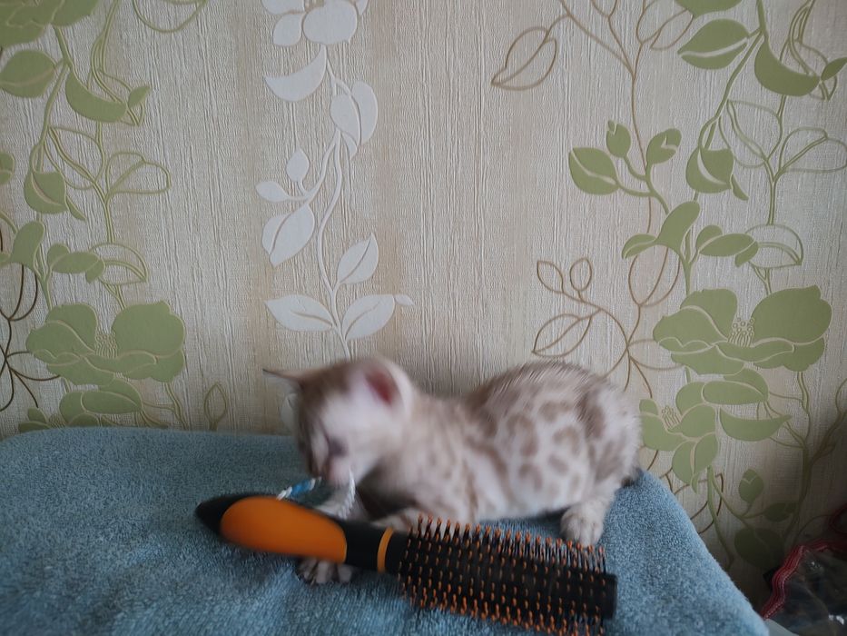 Тварини , кошенята Бенгальської клубної кішки