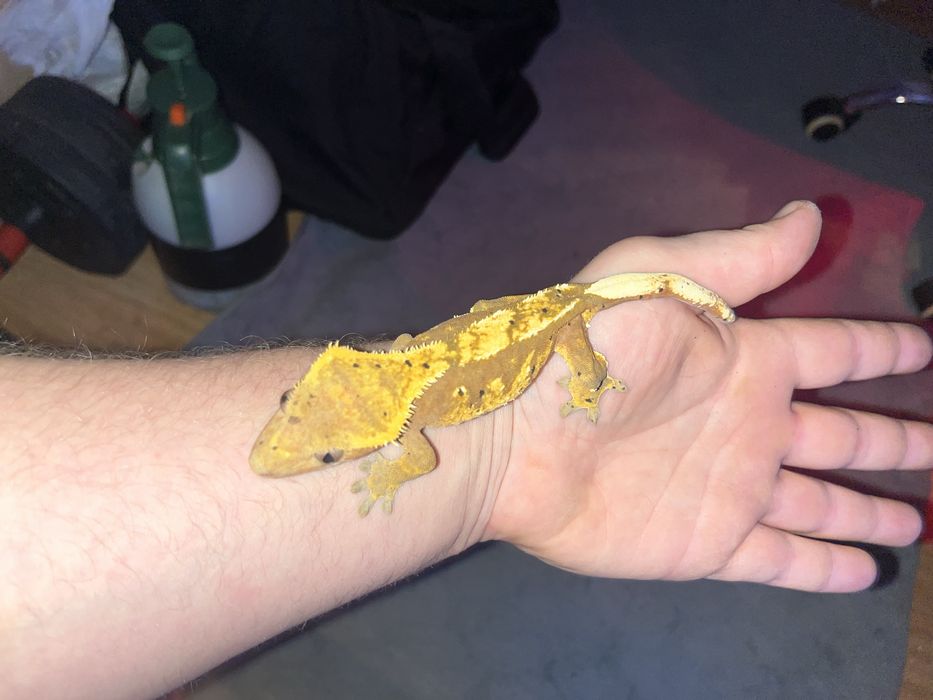 Gekon orzesiony Samica