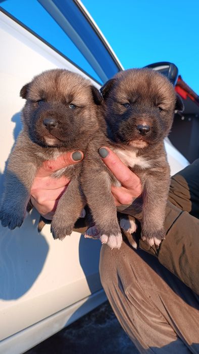 Самі найкращі : у нас