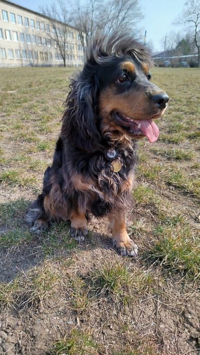 Вязка Англійський Кокер Спаніель