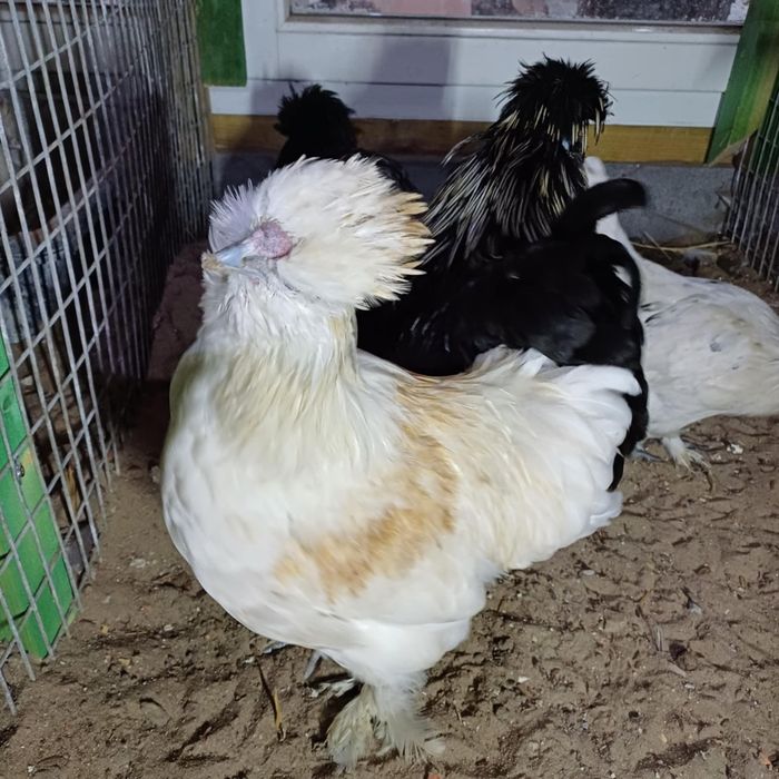 Kury ozdobne różne