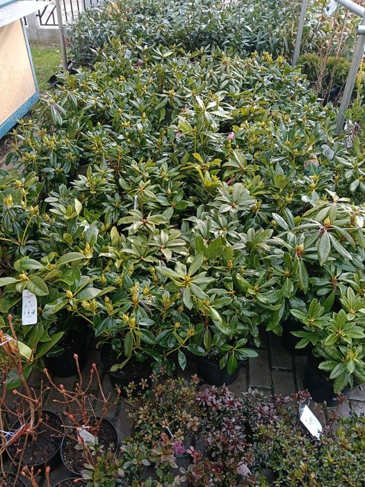 Azalie rododendrony