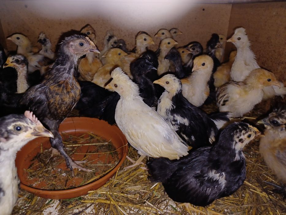 Kurczaki silka białoczub kochin czubatka ayam