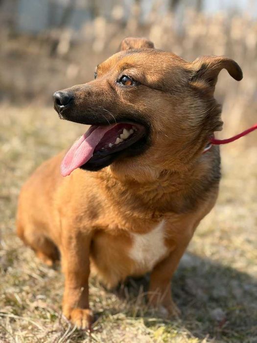 Antoś/Antałek 104996 do adopcji