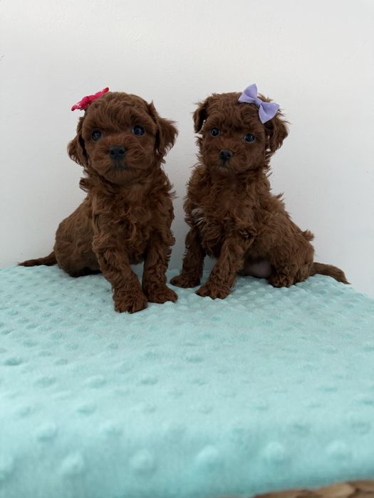 Suczka pudel toy linia chińska