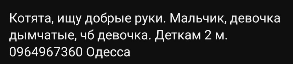 Отдам даром в добрые руки серого и черно-белого котят