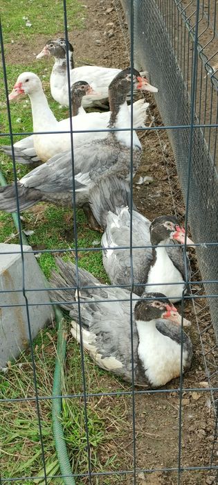 Sprzedam tuszki kaczki francuskiej
