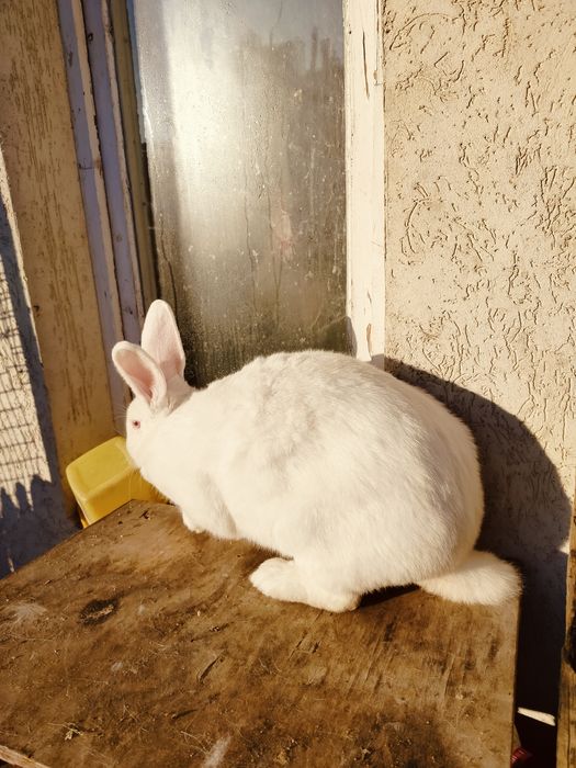 Królik  samica młoda  nowozelandzki biały termondzki, dziewica