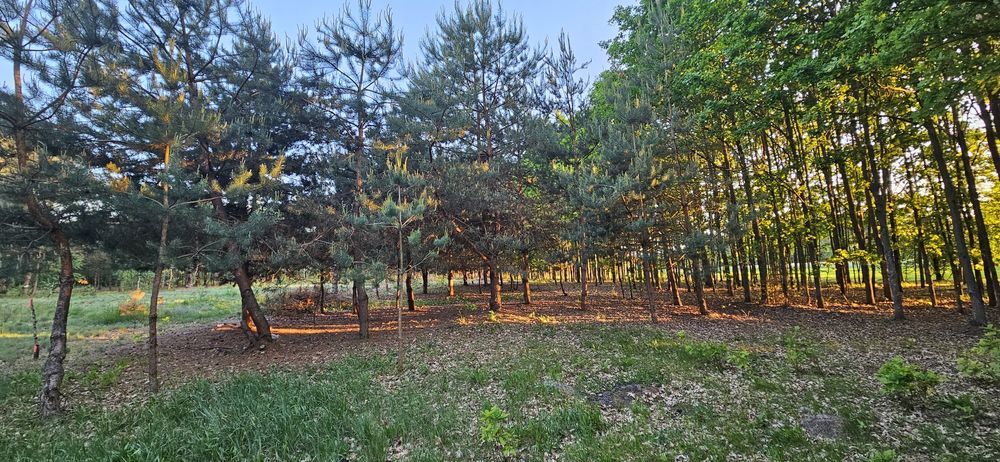 Działka bud. 2900 M2; Łukawska Wola, WARUNKI ZABUDOWY - Widok 3