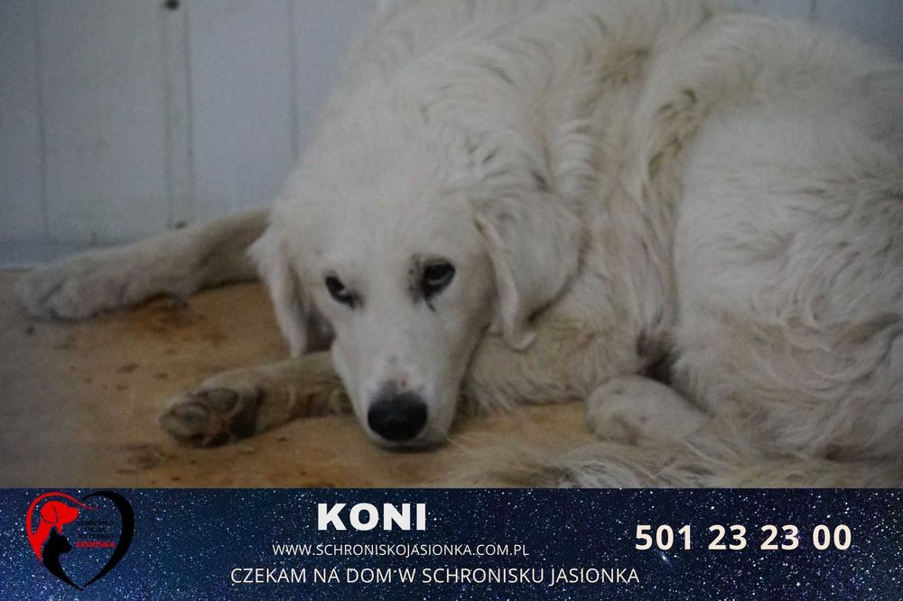 Koni do adopcji – Schronisko Jasionka