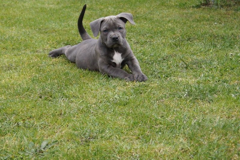 Suczka American Staffordshire Terier