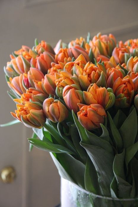 Цибулини тюльпанів на кг