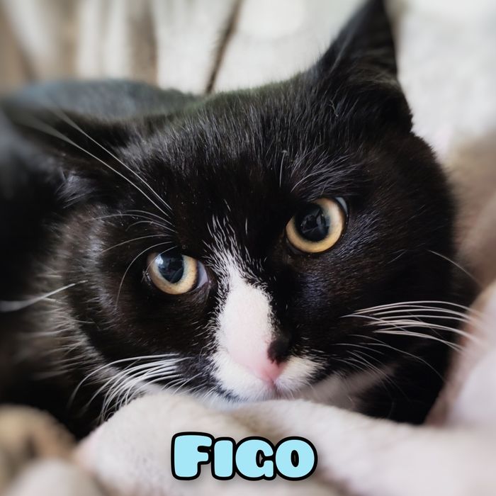 5 cio miesięczny Figo szuka domu