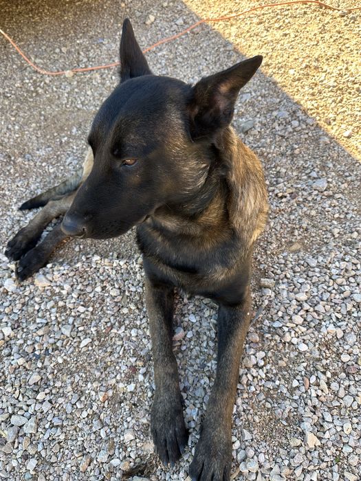 Macho pastor belga malinois