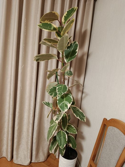 Фікус Тінеке, деревце