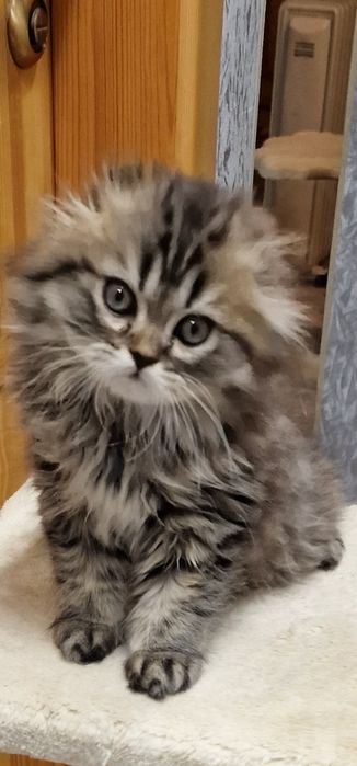 Черепаховая персидская шиншила мальчик вислоушка