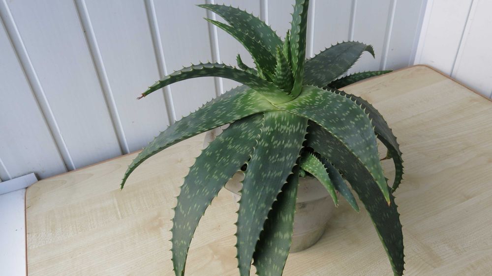 Алое Вера природний лікар і прикраса вашого дому м. Біла Церква