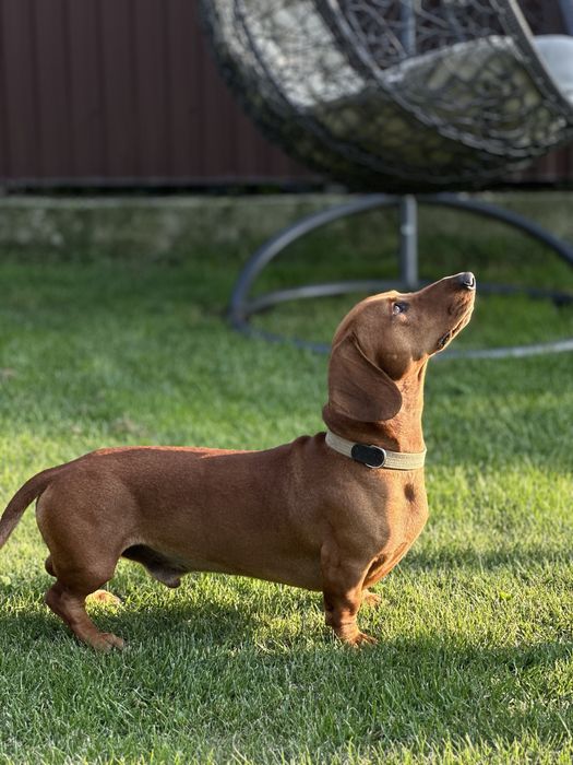 Такса хлопчик для вʼязки