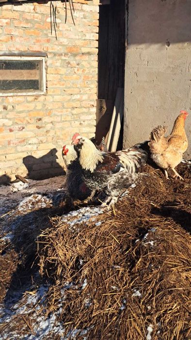 Продам півня фавероль