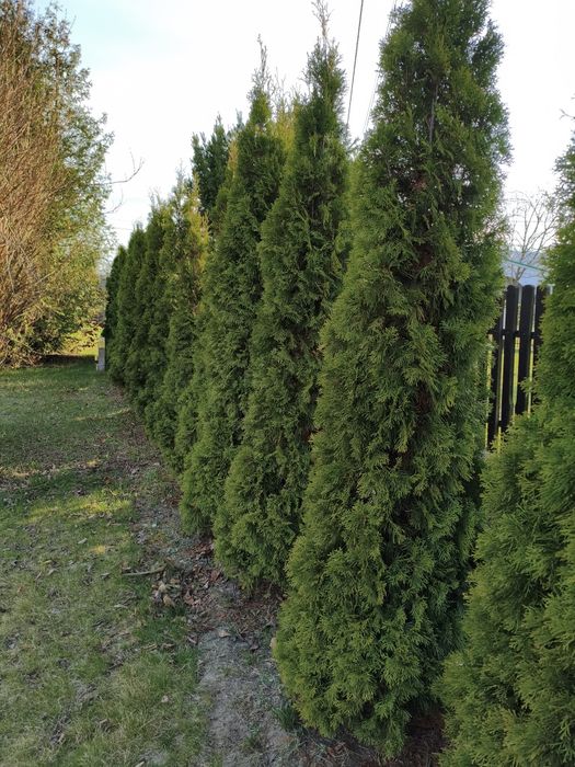 Thuja szmaragd 250-300 cm