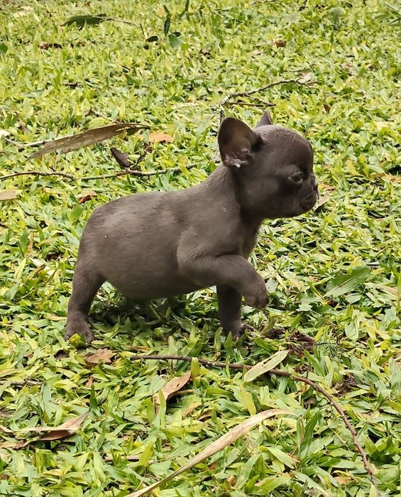 Bulldog Francês Chocolate