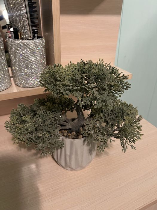 Бонсай Jysk  в идеале