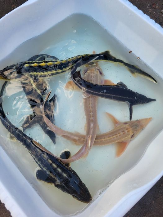 Sandacz amur jesiotr karp koi karaś