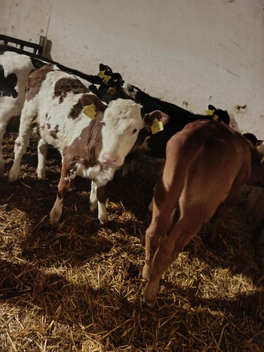 Sprzedam 13 szt  jałówek i byczka