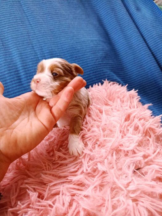 Piękna suczka York merle miniaturka Yorkshire Terrier blueberry