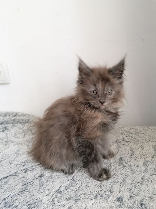 Мейн-кун     киця