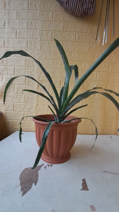 Продам вазон бальбергія.