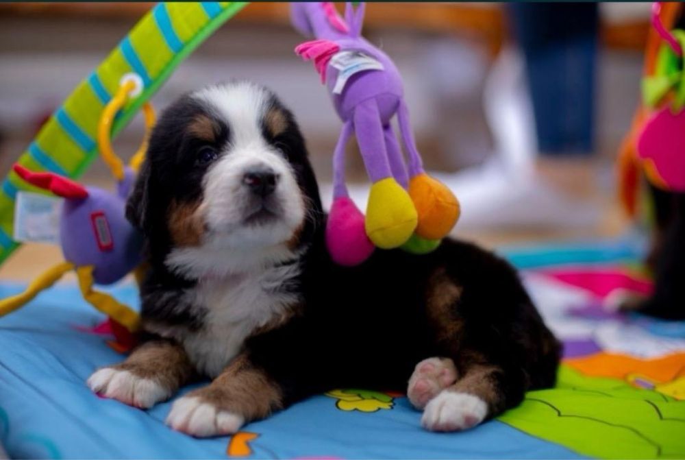 Berneński pies pasterski