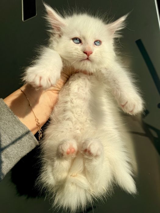 Мейн кун документи