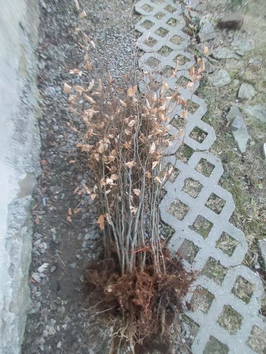 Sadzonka Buka 100cm Pospolitego na żywopłot i zalesienie sadzonki