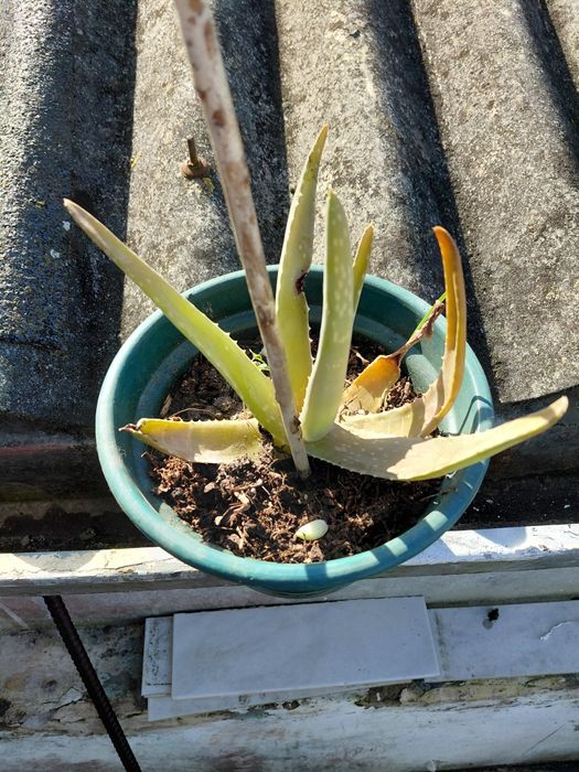 Vaso com suculenta 5€