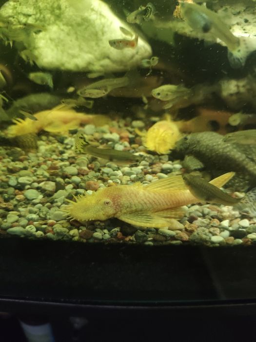 Glonojad. Ancistrus. Dorosłe ryby.
