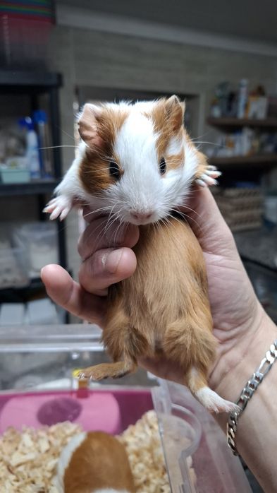 Coelhinho mini varios roedores