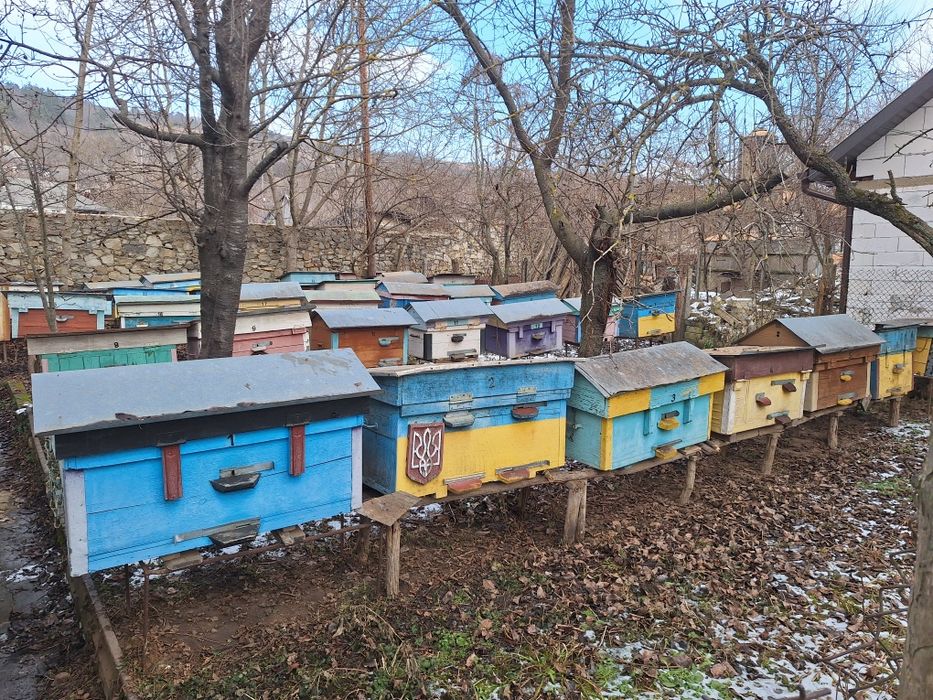 Продам сильну ПАСІКУ!