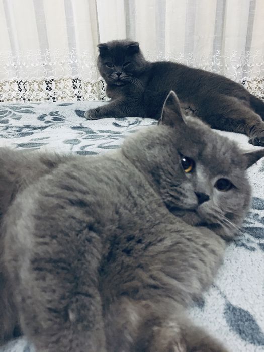 Шотландські кошенята/Шотландські котята/котики/ Scottishfold/straight