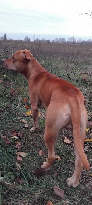 Молодий пітбуль хлопчик для в'язки