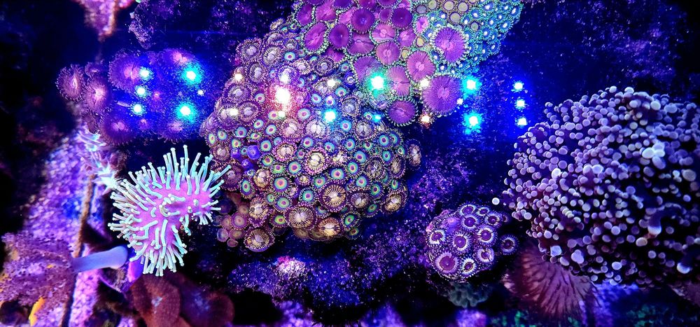 Luminária Power Tube marine blue da Oceantech 30w para aquário marinho