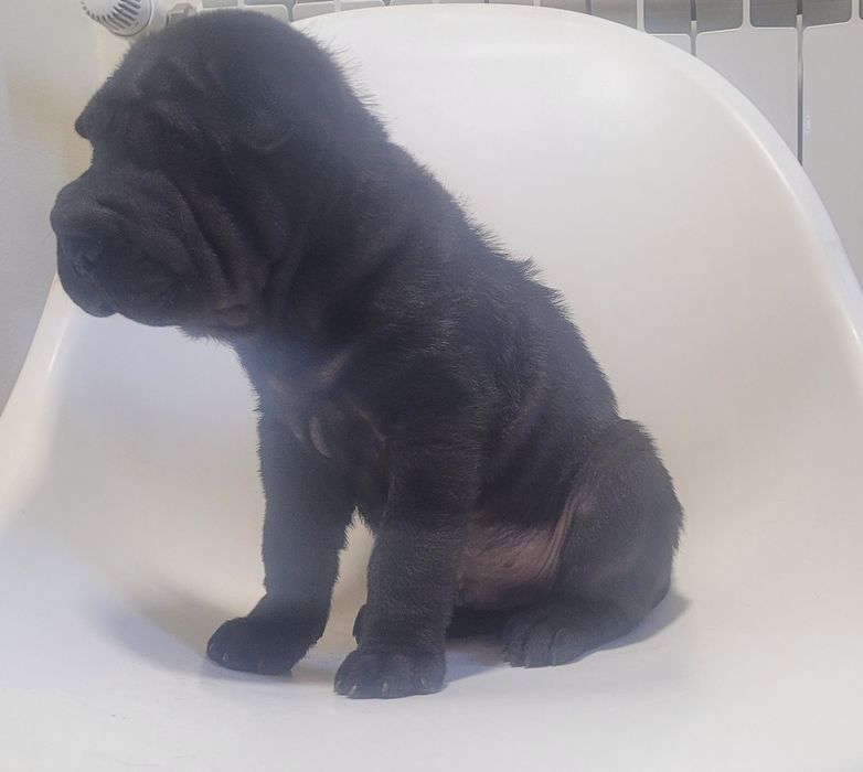 Sharpei macho bebé